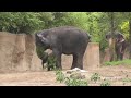 Asian elephant calf makes public debut at Saint Louis Zoo