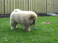 Chow Chow::Hanna Having Fun