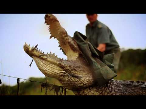 Zululand Nile Crocodile Research Project Music Videos