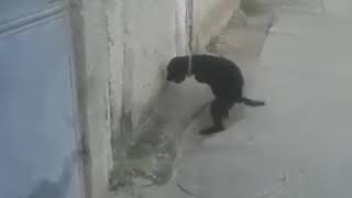 Дрочу Псу Форум