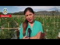 Alcaldesa dio el vamos al proyecto de aceite medicinal de cannabis para #Antofagasta #MejorSalud Alcaldesa dio el vamos al proyecto de aceite medicinal de cannabis para #Antofagasta #MejorSalud