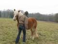 savoir si un cheval a mal au dos