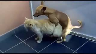 new funny dogs meeting on home chautare seral