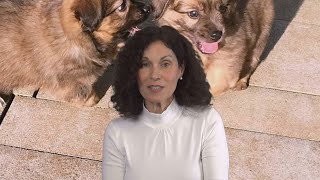 Die weggeworfenen Hunde