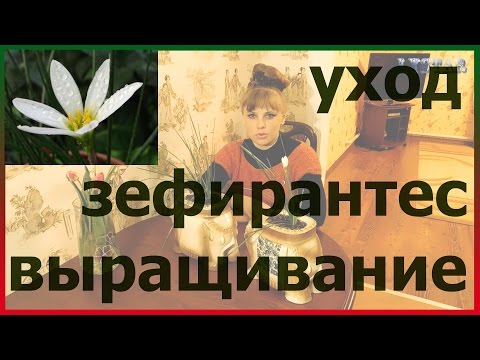 Зефирантес посадка выращивание уход размножение. Как посадить зефирантес. Цветок выскочка зефирантес