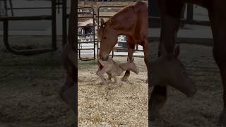 Brand New Baby Horse On The Homestead! #Shorts #Foal #Babyhorse #Babyanimals #Adorable #Cute #Colt