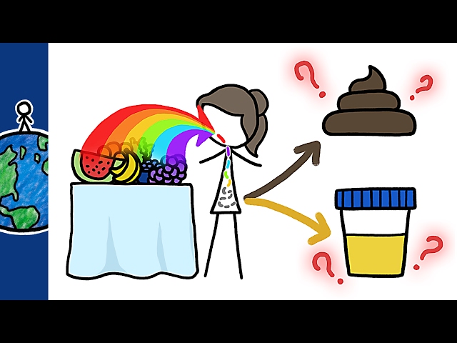 Why Is Poop Brown And Pee Yellow? - Video