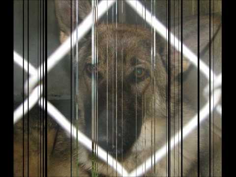 Saving Our Furry Friends-