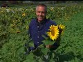 Virginia Farm Bureau - In the Garden - Sunflowers