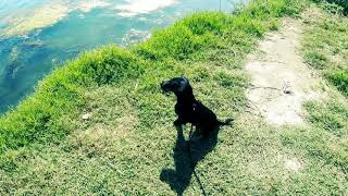 Jagd Terrier 4 Mois Et Déjà Il Aime Apprendre Les Ordres Très A Lécoute