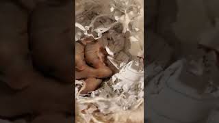 Super Cute Baby Mice