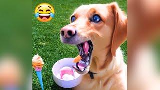 Funny Dog Cute Dog