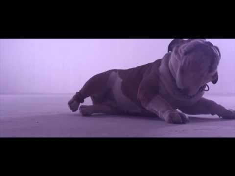Wake The Dogs Video