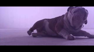 Watch Donots Wake The Dogs video