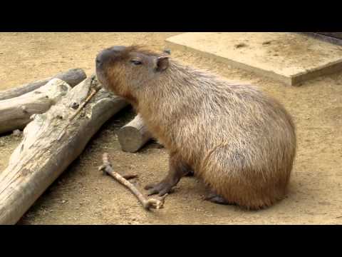 カピバラ　ピッピ君　食後の爪楊枝？