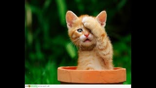 Лучшие Приколы Про Котиков | Подборка Самых Смешных Кошек И Котят #3