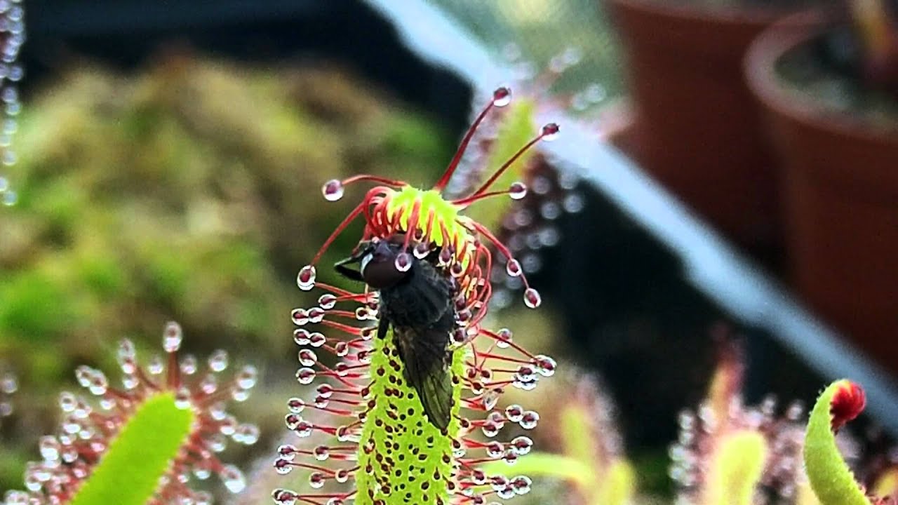 sundew plant insect sticky 1080p