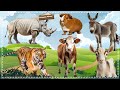 A Compilation of Amazing Animal Sounds and Videos: Rhinoceros, Hamster, Donkey, Cow, Goat, Tiger