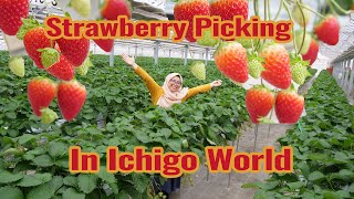 Strawberry Picking at Ichigo World, Miyagi, Japan