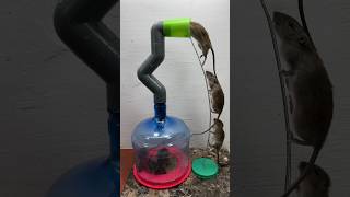 Easy Mouse Trap Idea Using Plastic Pipe/Mouse Trap 2#Rattrap #Rat #Mousetrap