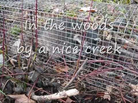 How to Live Trap a Raccoon, the best bait is savory and sweet.. - YouTube