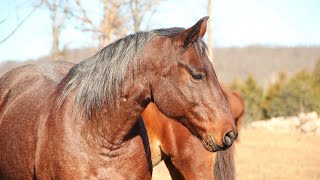 Olivia’s Sale Video - Beautiful Bay Roan Quarter Horse