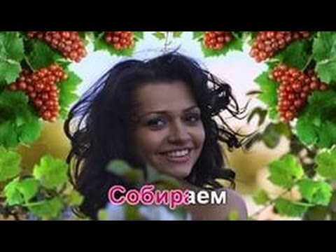 Голая молдаванка собирает виноград - фото
