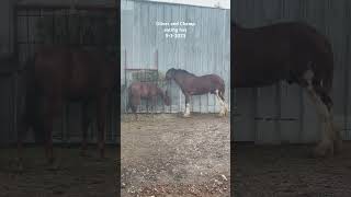 Oliver And Champ Eating Hay #Shorts #Clydesdale #Oliver #Horse #Rescuehorse #Horselover
