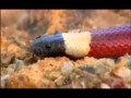 Gli animali più pericolosi del deserto Documentario National Geographic parte 4