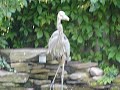 Blue Heron in our yard in Toronto