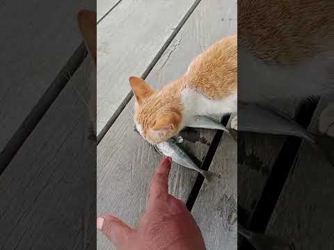 Kucing Oyen Hutan Saking Laparnya | Nangis Minta Makan Sambil Guling-Guling Di Jalanan 😭😿