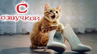 Приколы С Котами! Самая Смешная Озвучка Животных 2022! #1