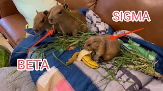 Sigma Ounce Meeting Beta Gort And Quandale
