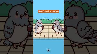 Dating A Narcissist Be Like Love Birdies Animation Meme Original Audio Jimmyonrelationships