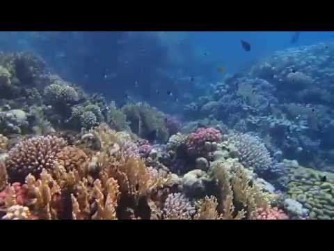 Al Malikia Abu Dabab -coral reef 8/2014