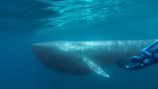 GoPro: The Search for the Blue Whale - A Prelude to 'Racing Extinction'