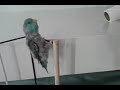 Zerby the parrotlet does somersaults again!