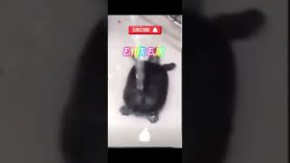 Ahmet Muhsin Kaplumbağa Edit