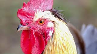 Rooster Copyright Free Video Footage