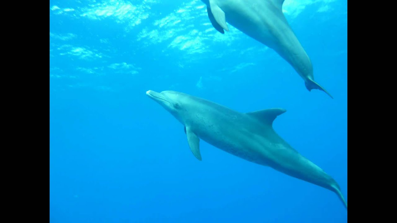 dolphins pearl 5 delphine dolphins pearl 5 delphine