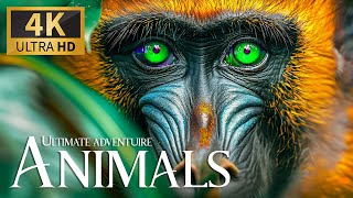 Ultimate Adventure Animals 4K 🐾 Discovery Survival Instincts Adapting Wild With Relaxing Piano Music