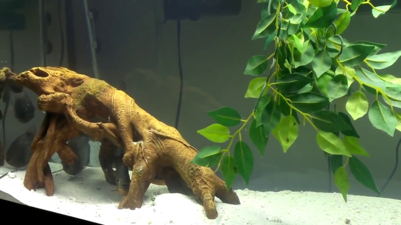 Red Belly Piranha Tank: Introduced with Neon tetra's - YouTube