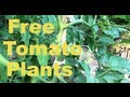 How to get Free tomato plants!
