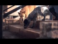 Blue Heeler-Lab Puppy Climbs the Stairs | The Daily Puppy