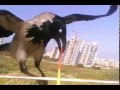 Raven Crashes RV Plane