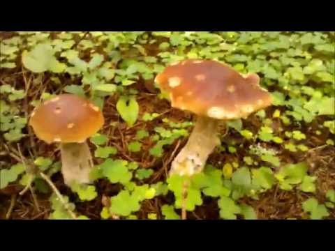 Грибы Вешенка Как Готовить изображения Грибы Вешенка Как Готовить изоражения