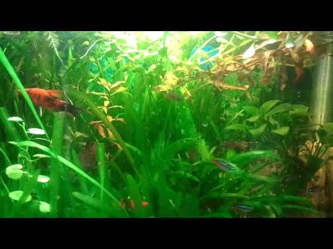 Xifo Fish