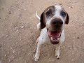 Coco: DUO-Ibiza Tierhilfe Tierschutz Tierheim Hund