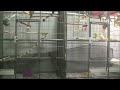 Budgerigar Parakeet Singing Chirping Preening Feeding Playing Socializing Part 3 images Budgerigar Parakeet Singing Chirping Preening Feeding Playing Socializing Part 3