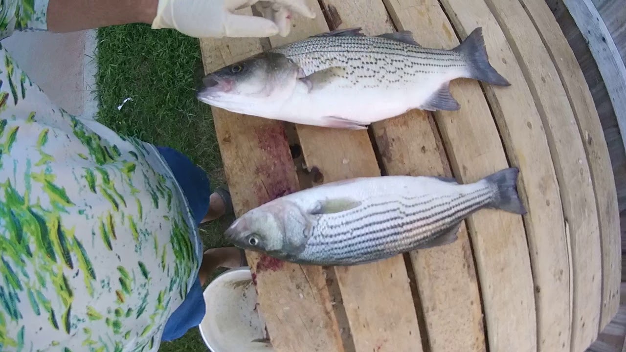 Lake lanier strip bass record